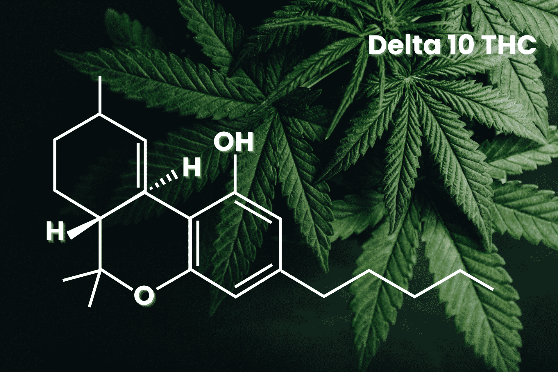 Complete Guide To Delta 10 THC