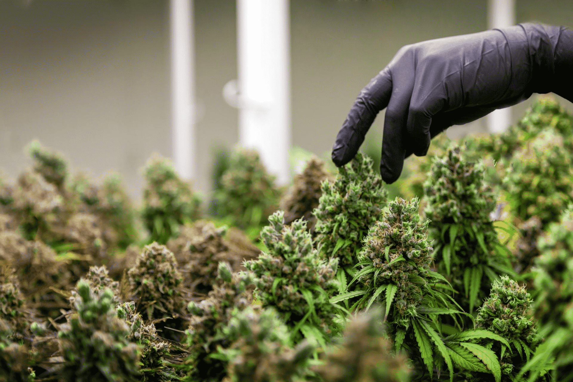 What Jobs are in The Cannabis Industry