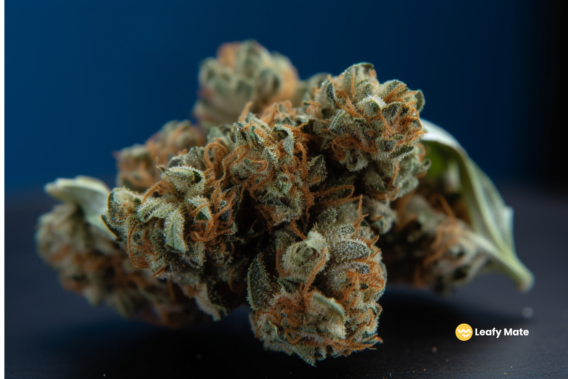 A Review Of The Acapulco Gold Weed Strain