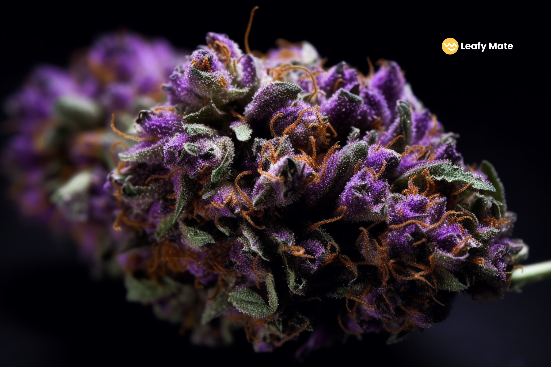 The 5 Best Strains Of Purple Weed