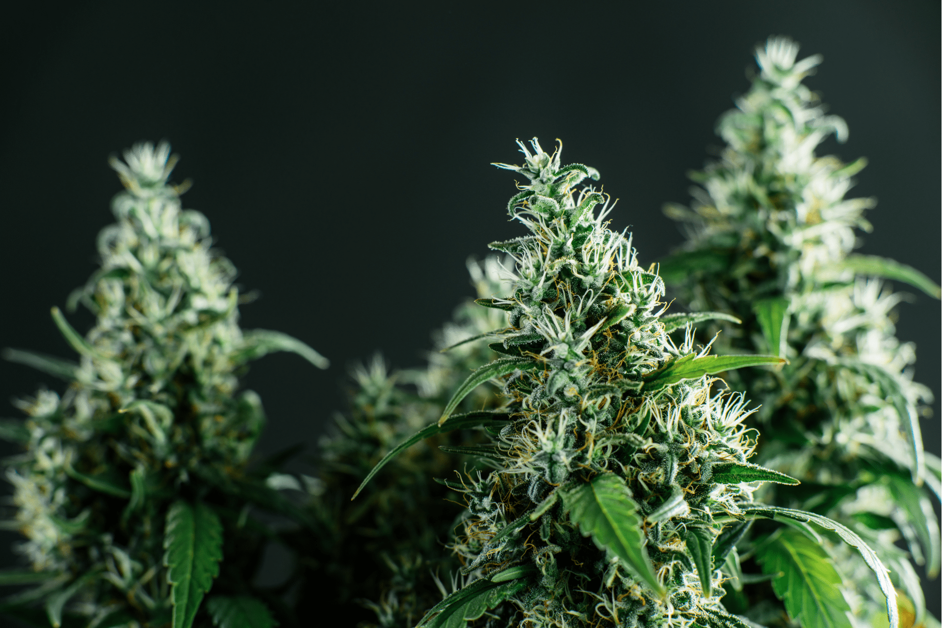 What is a Cannabis Flowering Stage?