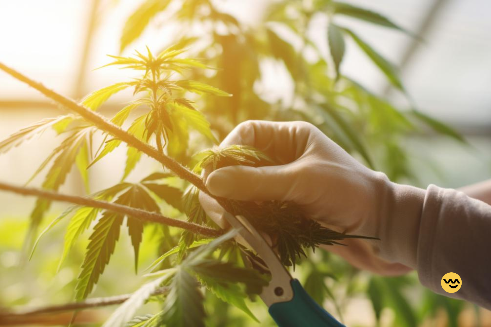 The Benefits Of Topping Cannabis Plants