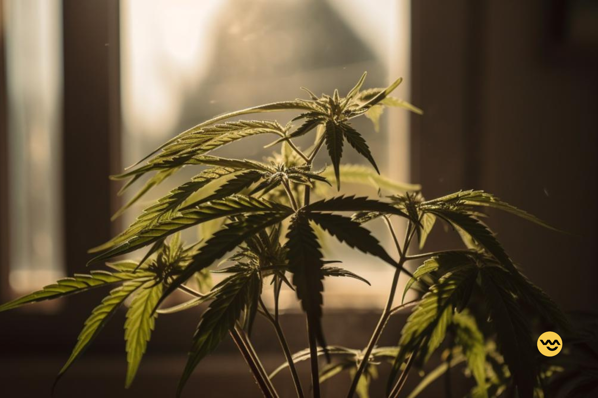 Guide To Training Your Cannabis Plants