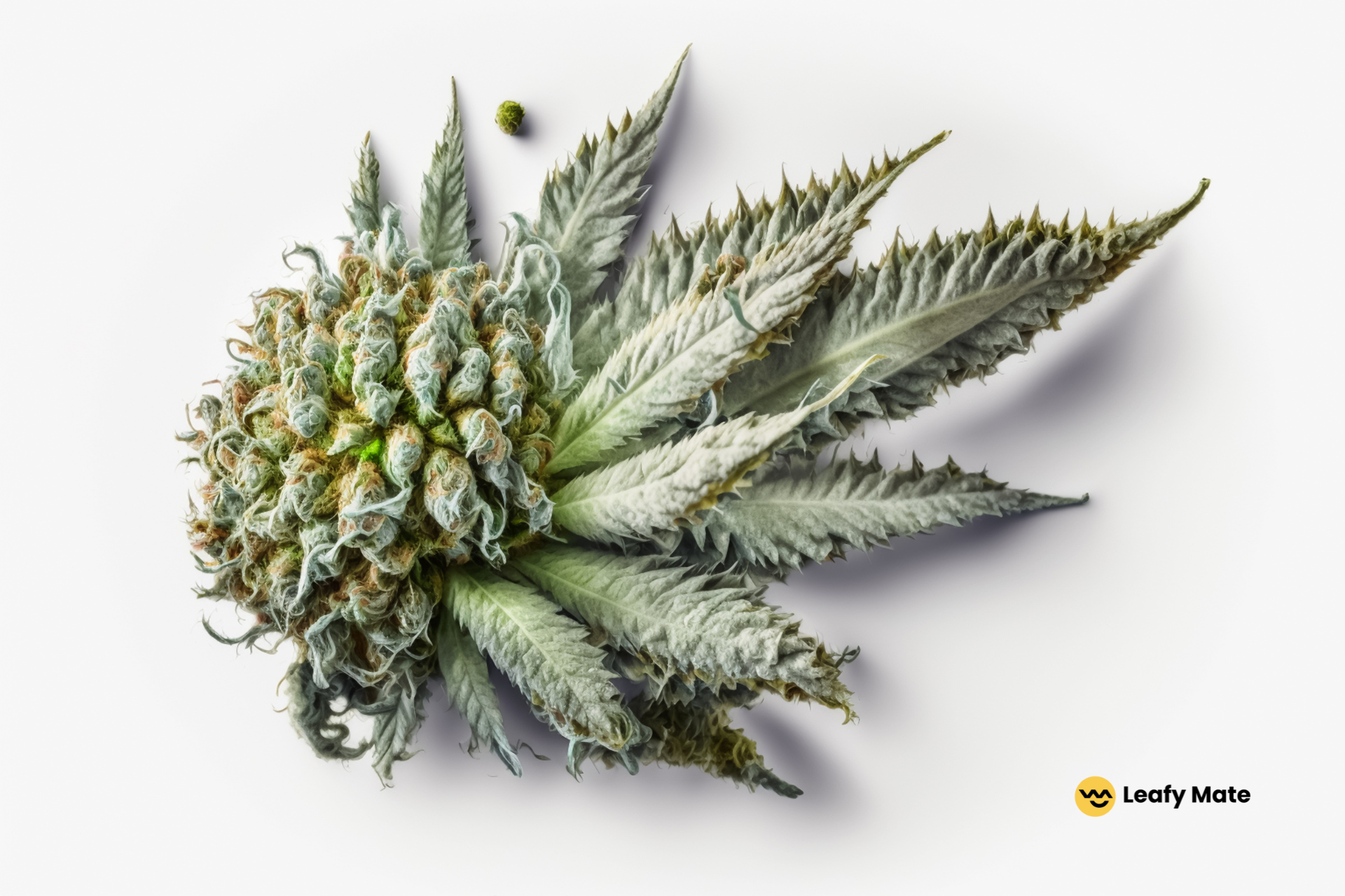 13 Best Cannabis Strains for Euphoria and Happiness