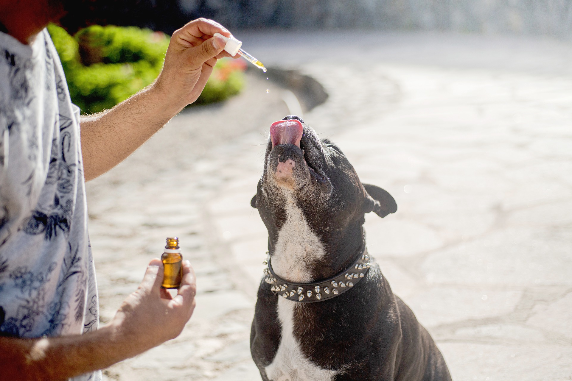 Dog getting a CBD treat