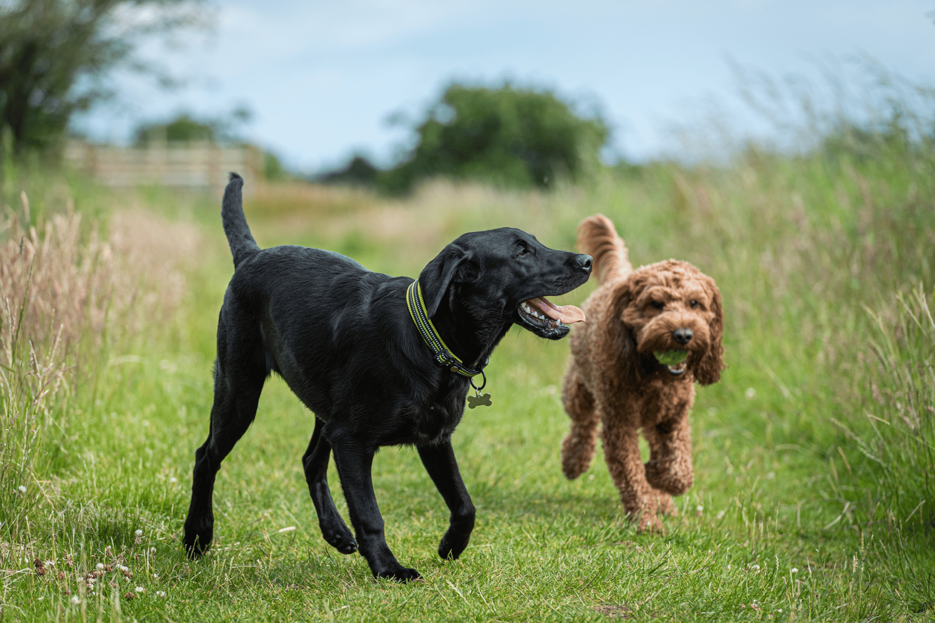 Do Dogs Get High From Secondhand Smoke?