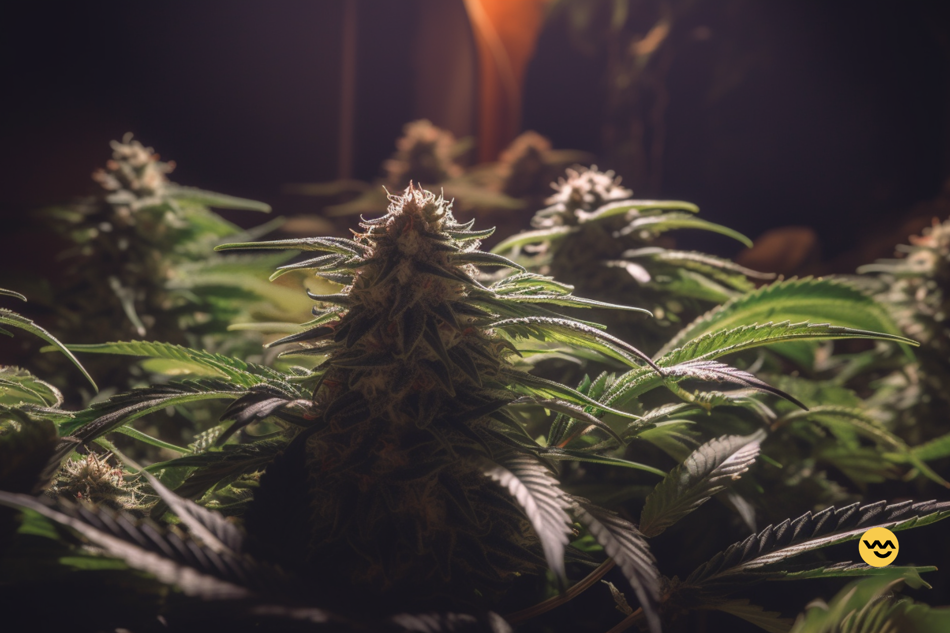 The Fastest-Growing Marijuana Strains For Efficient Cultivation