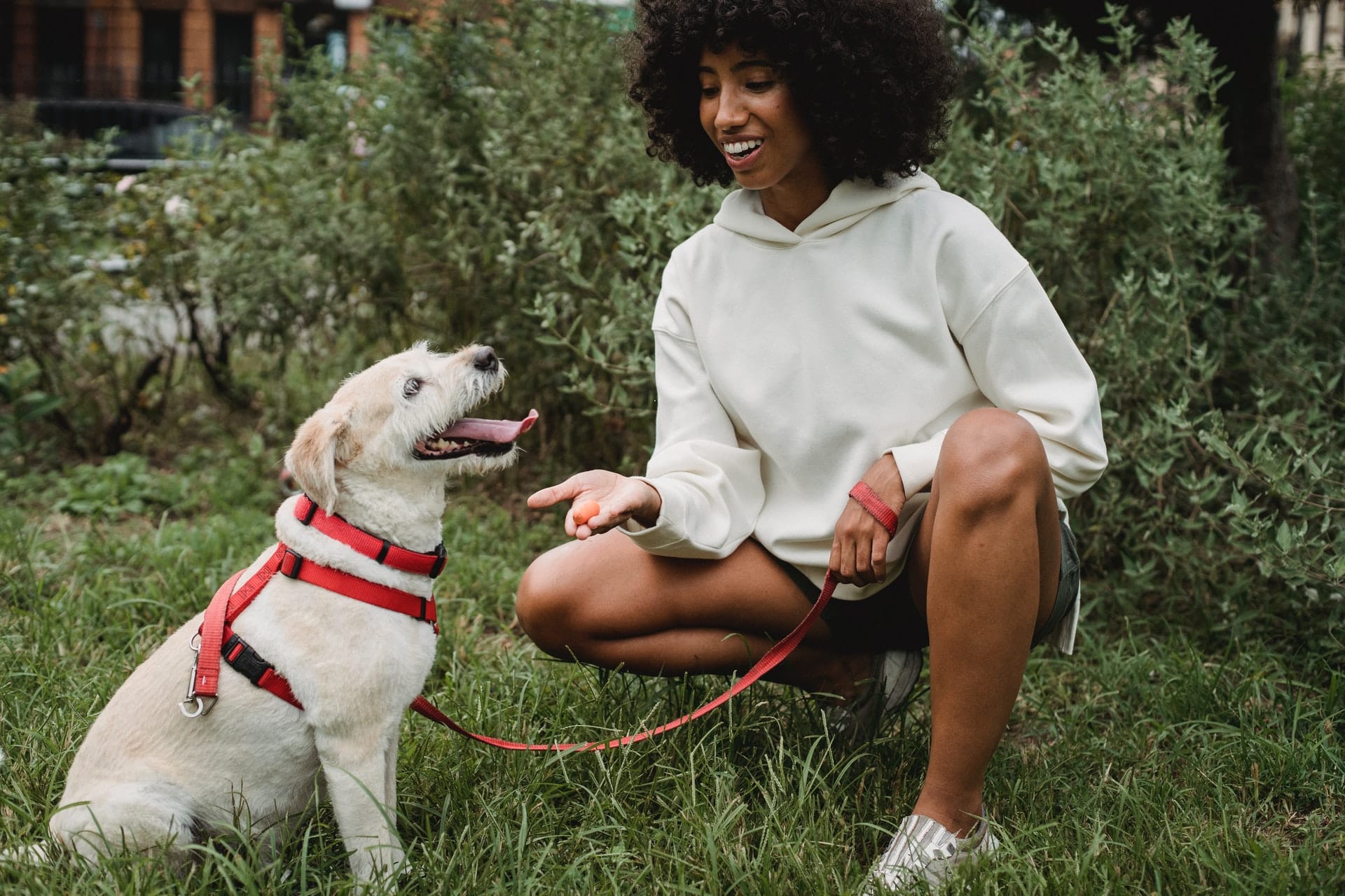 Hemp Dog Treats