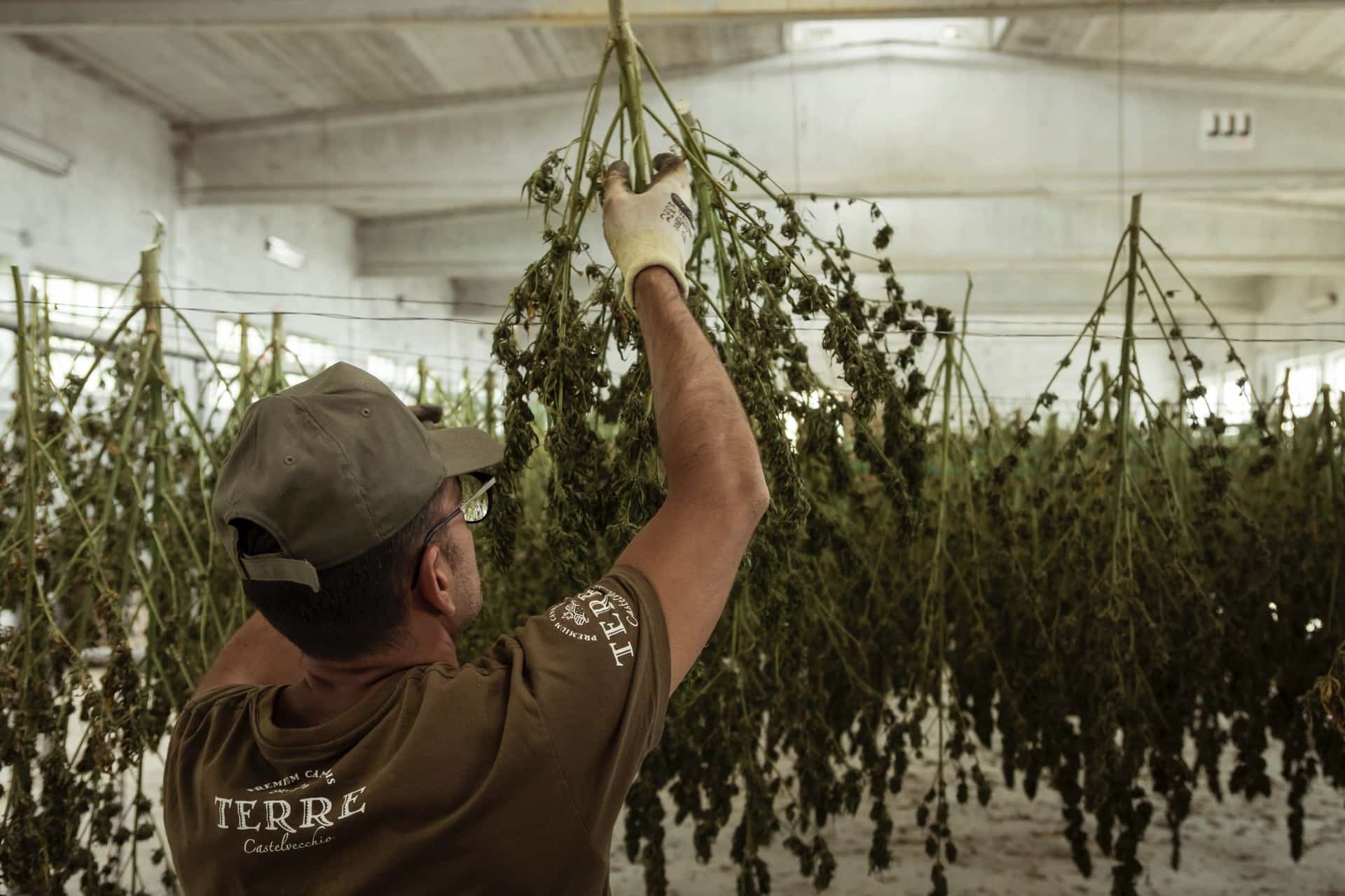 drying weed