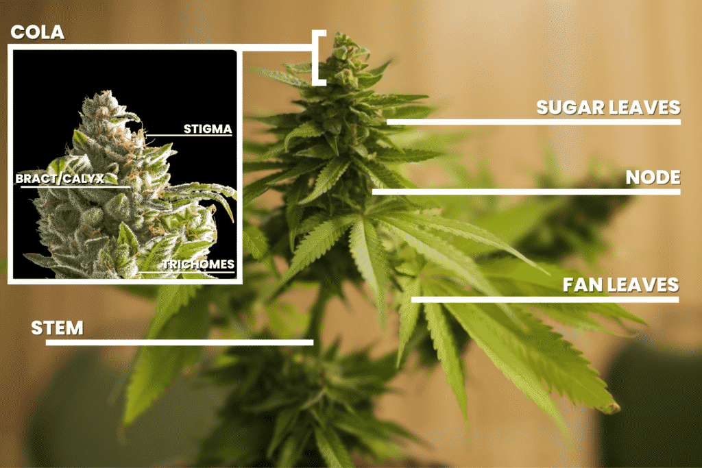 Male vs Female Weed Plant