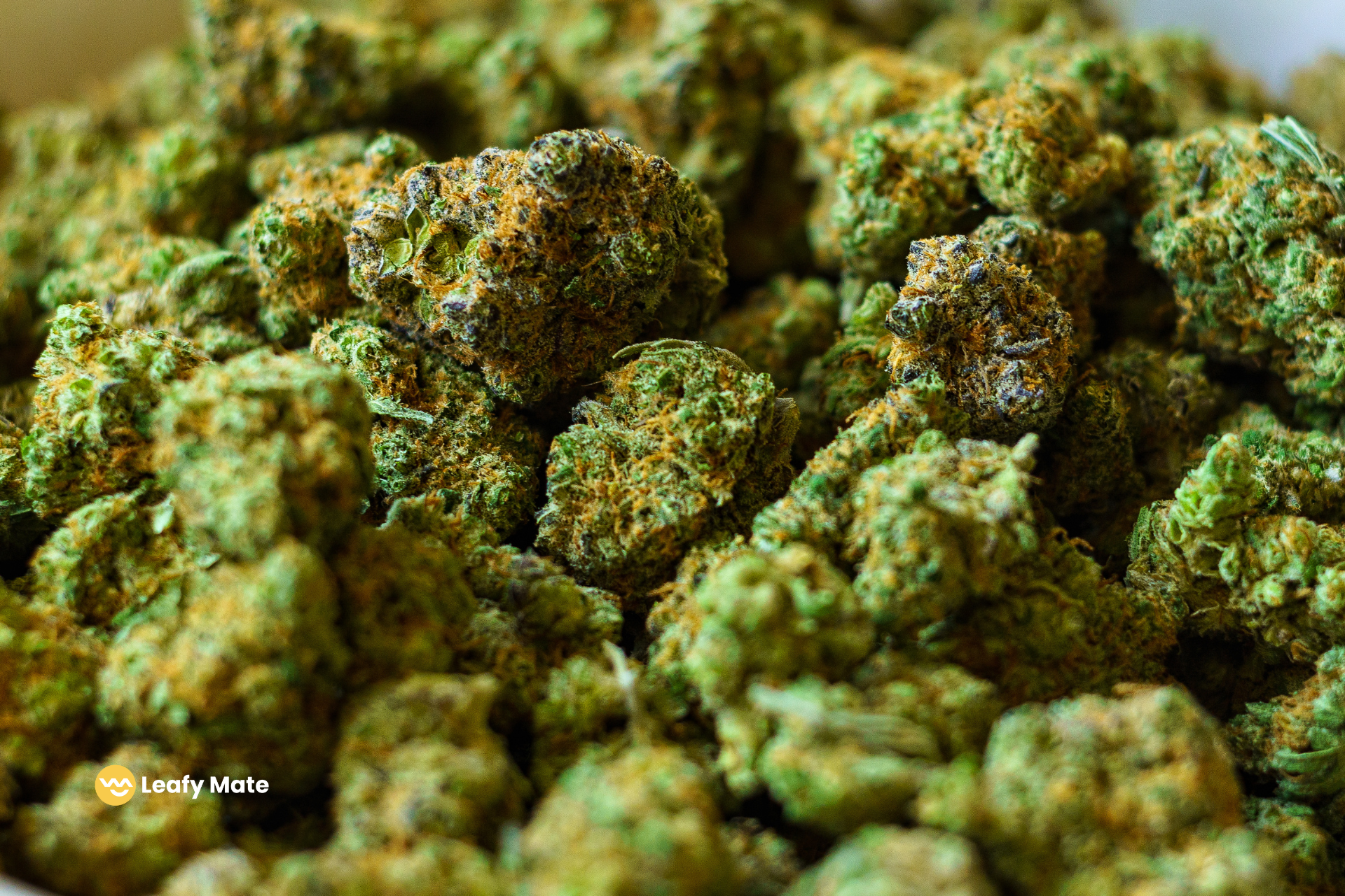 9 Interesting Facts About Moon Rock Weed