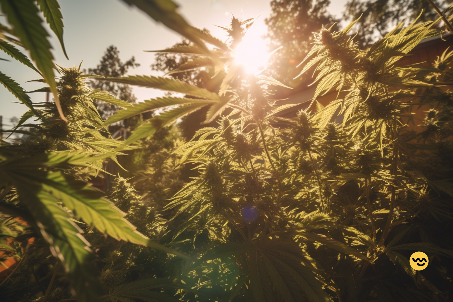 Outdoor Cannabis Cultivation: Essential Tips For A Successful Harvest