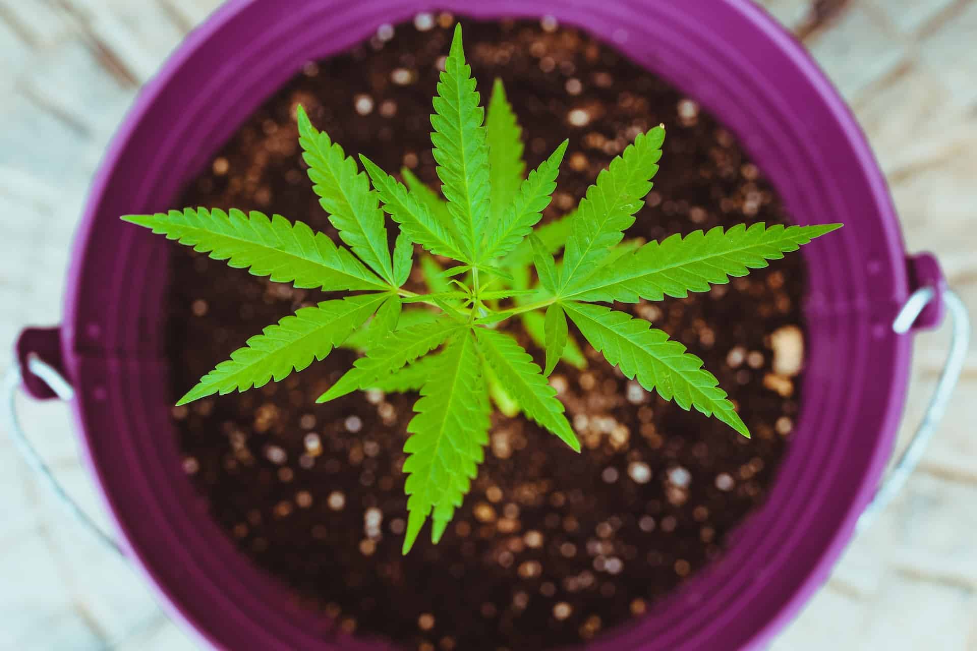 The Best Soil for Growing Cannabis Plants